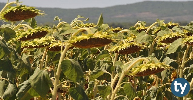 tekirdag anadolu liseleri taban puanlari 2021 meb lgs h12710 db6b8