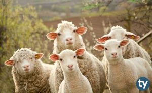 2019 Kurban Bayramı Tatili Ne Zaman? Bayram Tatili Kaç Gün Olacak?