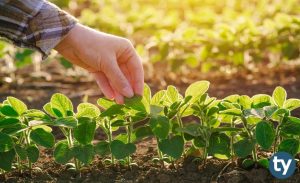 2 Yıllık Bitki Koruma 2020 Taban Puanları ve Başarı Sıralamaları