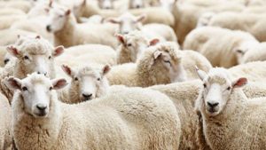 300 Koyun Projesi Nedir? 300 Koyun Projesi Şartları 2018