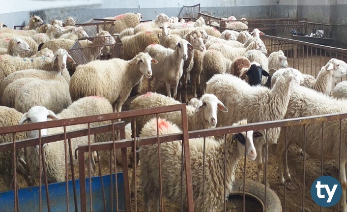 Adak Kurbanı Etini Kimler Yiyemez, Kimler Yiyebilir?