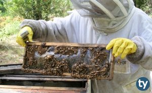 Arıcılık 2020 Başarı Sıralamaları ve Taban Puanları