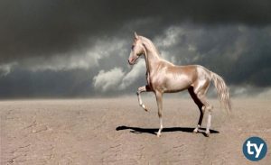 Atçılık ve Antrenörlüğü 2020 Başarı Sıralamaları ve Taban Puanları