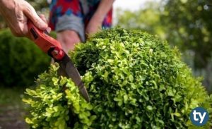 Bahçe Bitkileri 2020 Taban Puanları ve Başarı Sıralamaları