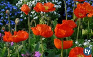 Bahçe ve Tarla Bitkileri 2020 Taban Puanları ve Başarı Sıralamaları