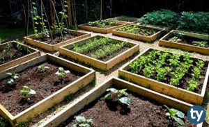 Bahçe Tarımı 2020 Başarı Sıralamaları ve Taban Puanları