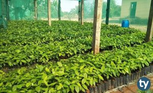 Bahçe Tarımı KPSS 2019/1 Atama Taban Puanları