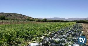 Bahçe Ziraatı 2020/1 KPSS Atama Taban Puanları