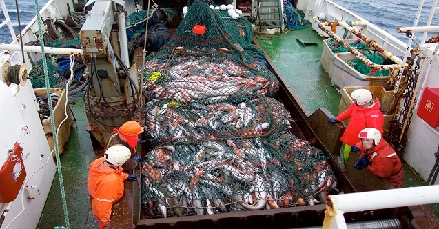 balıkçılık teknolojisi mühendisi maaşları ne kadar? 1 balikcilik teknolojisi muhendisi ne is yapar 1