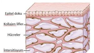 İntersitisyum nedir? Yeni organ sayılabilir mi?