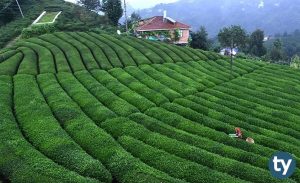 Çay Tarımı ve İşleme Teknolojisi 2020 Başarı Sıralamaları ve Taban Puanları
