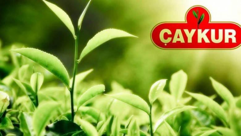 ÇAYKUR Yaş Çay Bedeli Ödemeleri