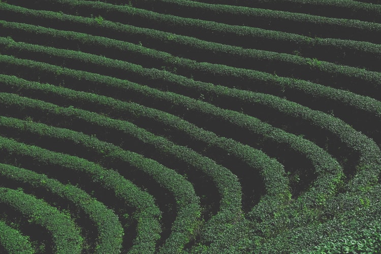 çay i̇şletmeleri genel müdürlüğü personel alım i̇lanı 2021 (500 kişi) 1 çaykur personel alımı çaylık