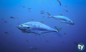 DGS Balıkçılık Teknolojisi Taban Puanları 2020