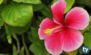 DGS Bitkisel Üretim ve Teknolojileri Taban Puanları 2020