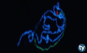 DGS Moleküler Biyoloji ve Genetik Taban Puanları 2020