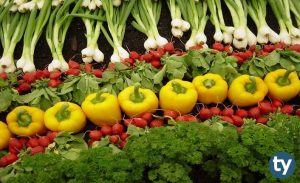 DGS Organik Tarım İşletmeciliği Taban Puanları 2020