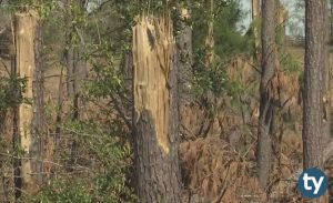 DGS Orman Endüstrisi Mühendisliği Taban Puanları 2020