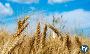 DGS Tarımsal Genetik Mühendisliği Taban Puanları 2020