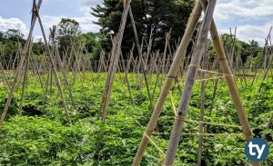 DGS Tarla Bitkileri Taban Puanları 2020