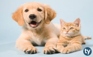 DGS Veteriner Fakültesi Taban Puanları 2021