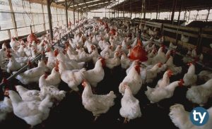 Endüstriyel Tavukçuluk 2020 Taban Puanları ve Başarı Sıralamaları