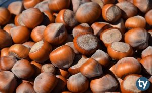 Fındık Eksperliği 2020 Taban Puanları ve Başarı Sıralamaları