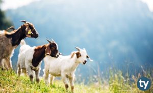 Hayvansal Üretim 2020 Taban Puanları ve Başarı Sıralamaları