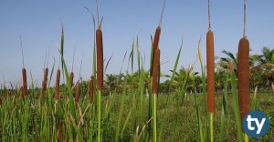Iğdır Üniversiteleri Hangileridir? Iğdır'da Var Olan Üniversiteler