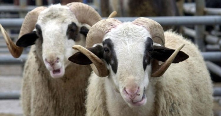 2019 kurban bayramı tatili ne zaman? bayram tatili kaç gün olacak? 1 kurban bayrami nedir