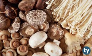 Mantarcılık 2020 Taban Puanları ve Başarı Sıralamaları