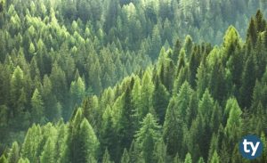 Orman Endüstrisi Mühendisliği 2020 Taban Puanları ve Başarı Sıralamaları