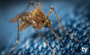 Sivrisinek Isırmasıyla Koronavirüs Bulaşır Mı? Sinekler Virüs Taşır Mı?