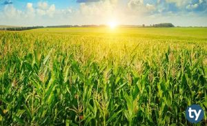 Tarım Ticareti ve İşletmeciliği 2020 Taban Puanları ve Başarı Sıralamaları