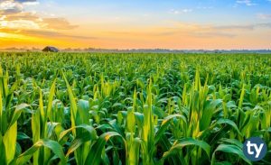 Tarım ve Orman Bakanlığı 2019 Yılında Personel Alımı Yapacak mı?