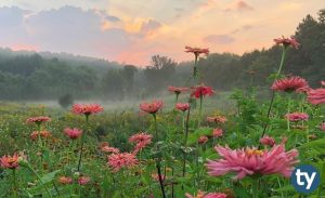 Tarla Bitkileri 2020 Taban Puanları ve Başarı Sıralamaları