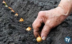 Tohumculuk 2020 Taban Puanları ve Başarı Sıralamaları