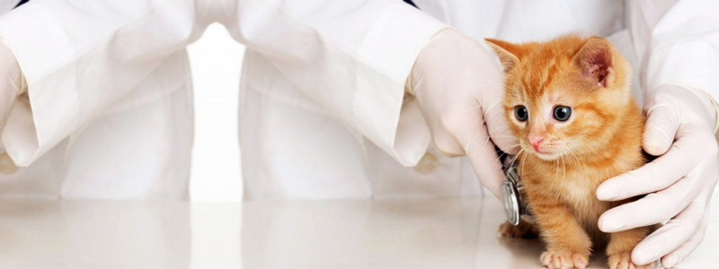 veteriner hekim maaşları 2023 ne kadar? 1 veteriner hekim calisma sartlari calisma saatleri 2020