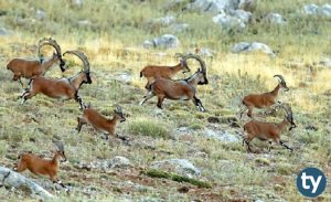 Yaban Hayatı Ekolojisi ve Yönetimi 2020 Taban Puanları ve Başarı Sıralamaları