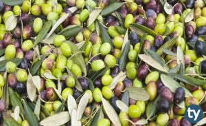 Zeytincilik ve Zeytin İşleme Teknolojisi 2020 Taban Puanları ve Başarı Sıralamaları