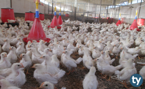 Zootekni 2020 Taban Puanları ve Başarı Sıralamaları